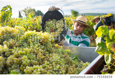 Hispanic man owner of vineyard pouring crop of grapes in truck Hispanic man owner of vineyard pouring crop of grapes in truck 75548859