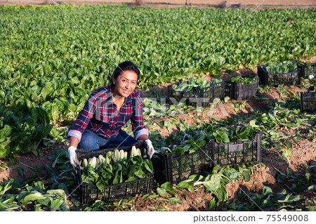 Portrait of farmer woman with chard crop box at field Portrait of farmer woman with chard crop box at field 75549008