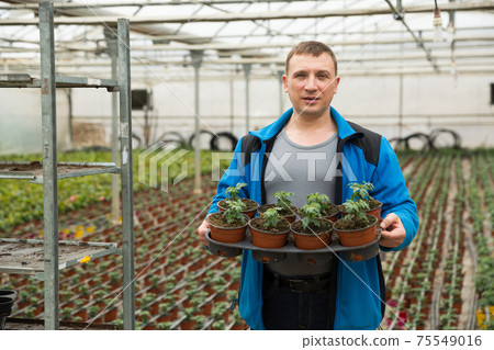 Farmer checking tomato seedlings Farmer checking tomato seedlings 75549016