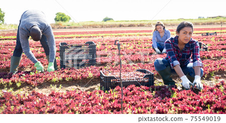 Farm workers cutting red lettuce on farm field Farm workers cutting red lettuce on farm field 75549019