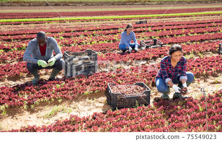 Several workers harvest red lettuce 75549023