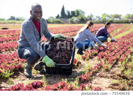 Successful african american farmer showing red lettuce harvest Successful african american farmer showing red lettuce harvest 75549038