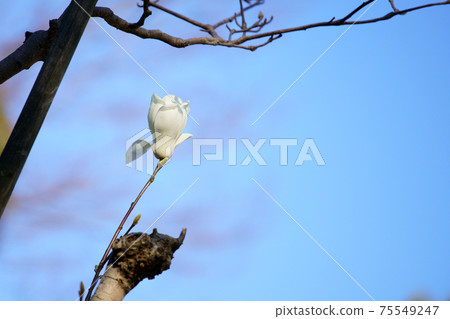 A single white magnolia flower 75549247