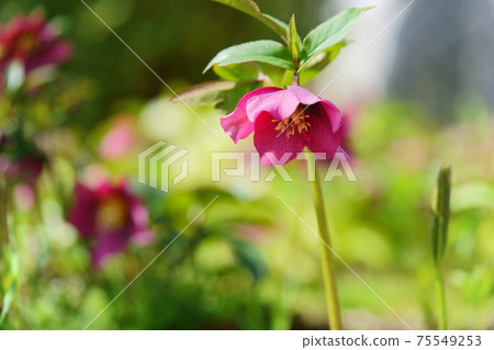 Christmas rose 2 Christmas rose 2 75549253