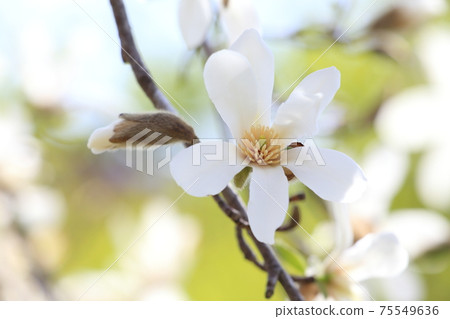 Kobushi flower 75549636