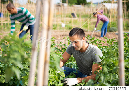 Man hand picking Colorado beetles from potato plants Man hand picking Colorado beetles from potato plants 75550255