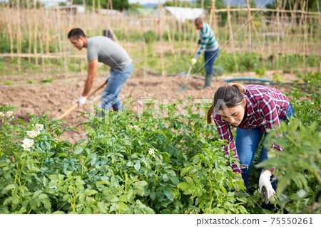 Workers controls the growth of potatoes and removes harmful insects from the sprouts Workers controls the growth of potatoes and removes harmful insects from the sprouts 75550261