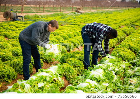 Farmers harvesting green leaf lettuce Farmers harvesting green leaf lettuce 75550566