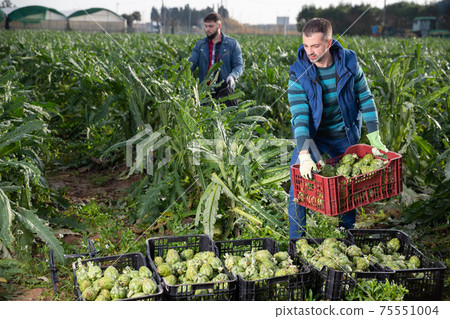 Man carrying crates with artichokes 75551004