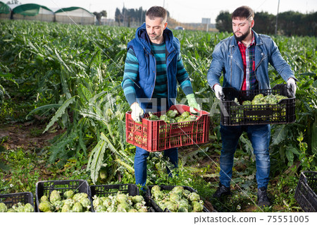Farmers stacking boxes with artichokes Farmers stacking boxes with artichokes 75551005