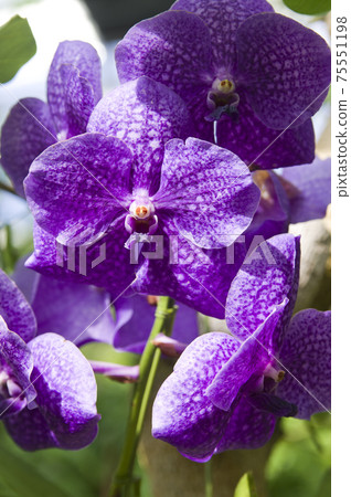 Purple bauhinia flowers are in bloom. The scientific name is Bauhinia blakeana. Purple bauhinia flowers are in bloom. The scientific name is Bauhinia blakeana. 75551198