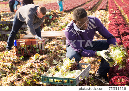 Farmers harvesting red leaf lettuce 75551216