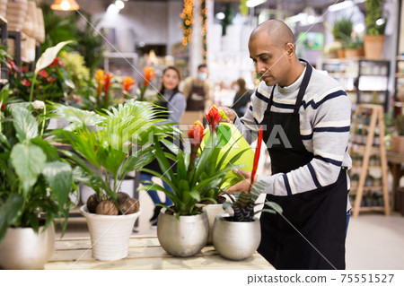 Professional man florist watering flowers from plastic watering can in floral shop 75551527
