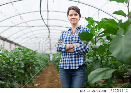 Confident woman horticulturist near ripening eggplants in hothouse 75551542