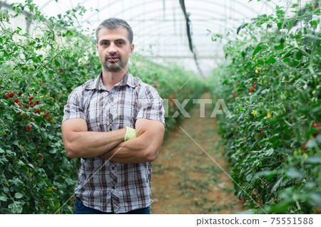 Portrait of successful farmer with arms crossed on background of cherry tomatoes in greenhouse Portrait of successful farmer with arms crossed on background of cherry tomatoes in greenhouse 75551588