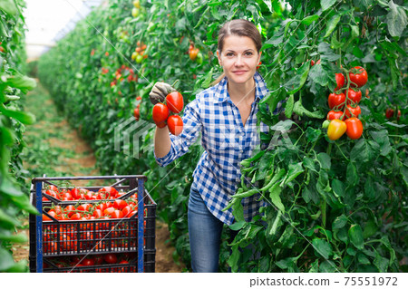 Female horticulturist happy with crop of plum tomatoes in hothouse 75551972