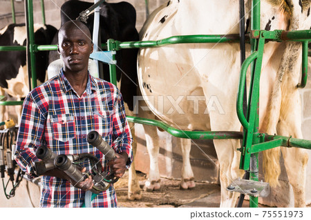 Young man working with automatical cow milking machines 75551973