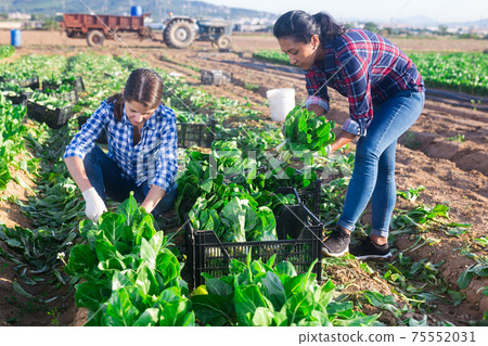 Multinational group of farm workers picking chard Multinational group of farm workers picking chard 75552031