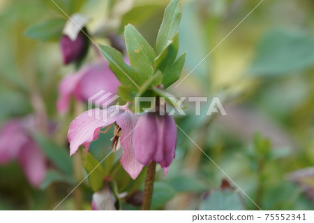 紫色聖誕節玫瑰 紫色聖誕節玫瑰 75552341