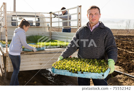 Farmer unloading lettuces seedlings Farmer unloading lettuces seedlings 75552342