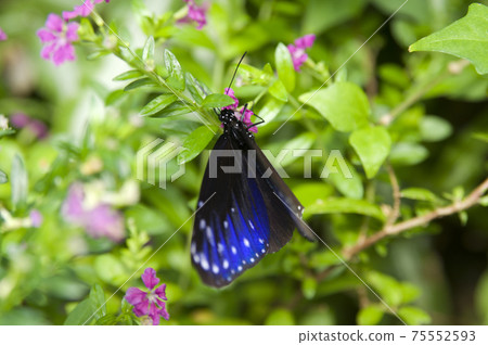 Tsumurasaki Madara is sucking the nectar of pink flowers. Tsumurasaki Madara is sucking the nectar of pink flowers. 75552593