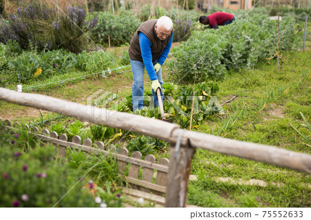 Mature man with hoe in the garden Mature man with hoe in the garden 75552633
