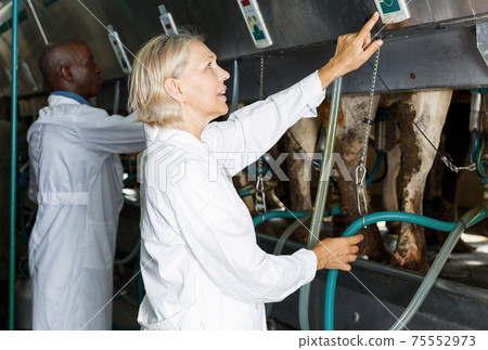 Milkmaids man and woman in bathrobe with automatical cow milking machines Milkmaids man and woman in bathrobe with automatical cow milking machines 75552973