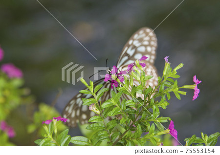 琉球栗子虎吮吸花蜜。 琉球栗子虎吮吸花蜜。 75553154