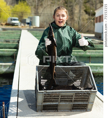 Woman fish farmer holding sturgeon Woman fish farmer holding sturgeon 75553155