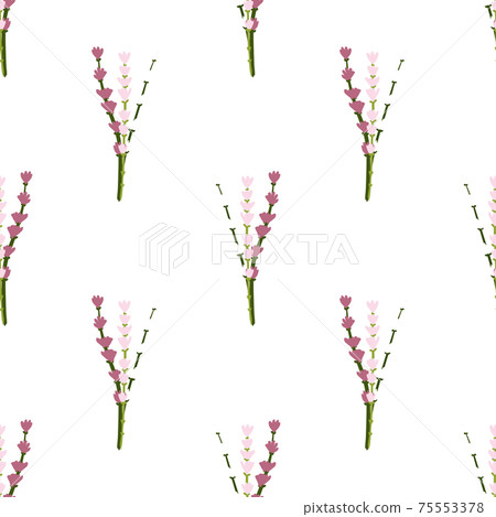 Isolated seamless pattern with purple lavender hand drawn ornament. White background. Aroma flowers print. 75553378