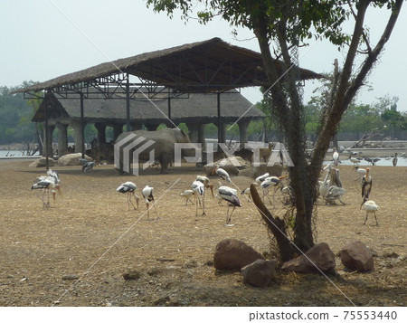 Safari park Safari park 75553440
