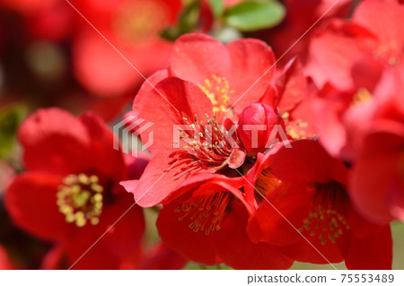 模糊的鮮花 模糊的鮮花 75553489