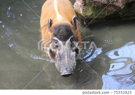 Red-tailed Wild Boar Red-tailed Wild Boar 75553825