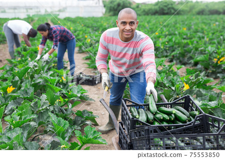 Hired worker transport zucchini in garden wheelbarrow 75553850
