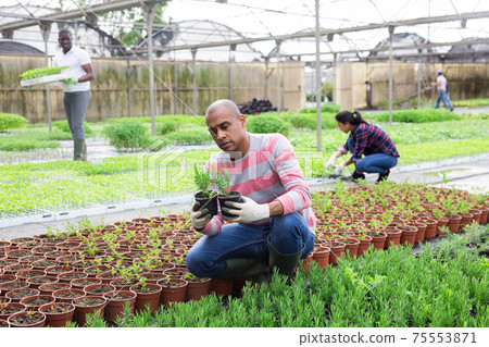 Pakistani farmer controls rosemary sprouts in greenhouse Pakistani farmer controls rosemary sprouts in greenhouse 75553871