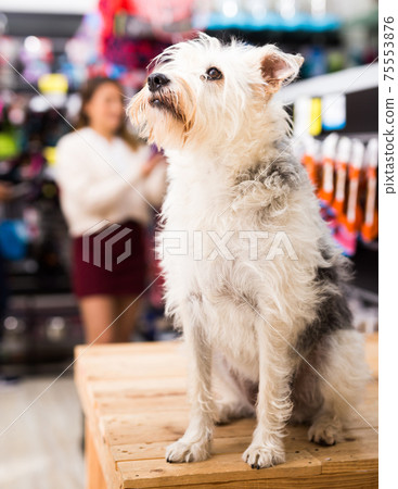 Portrait of dog sitting in pet shop Portrait of dog sitting in pet shop 75553876