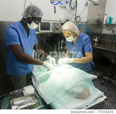 Veterinarian surgeons in operating room at animal hospital 75553878