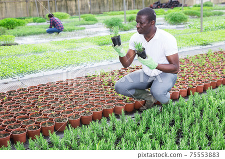 African american farmer controls rosemary sprouts in greenhouse African american farmer controls rosemary sprouts in greenhouse 75553883