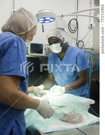 Proffesional veterinarians in uniform doing operation 75553968