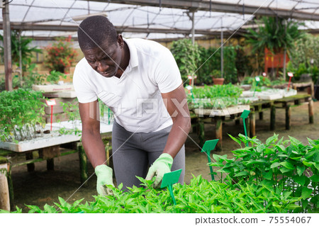 Afro man checking seedlings in garden center Afro man checking seedlings in garden center 75554067