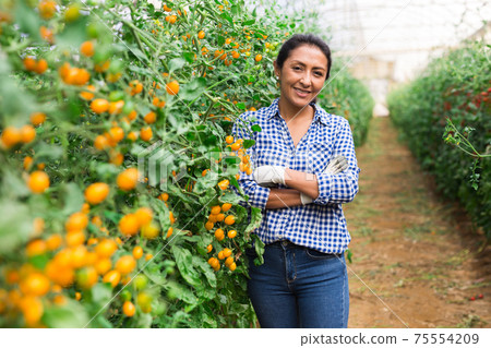 Female latino farmer cultivates yellow tomato growth Female latino farmer cultivates yellow tomato growth 75554209