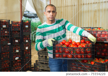 Hired latino worker carries boxes of tomatoes in the backyard Hired latino worker carries boxes of tomatoes in the backyard 75554220