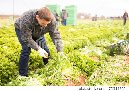 Portrait of man gardener picking harvest of lettuce 75554231