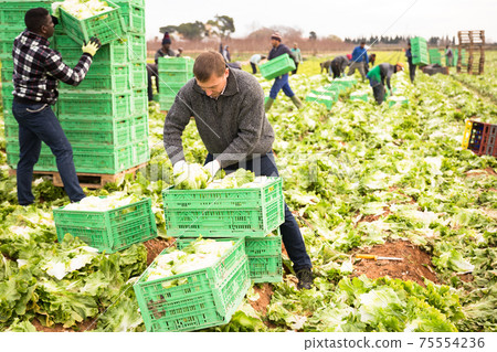 Workers preparing crates with harvested green lettuce Workers preparing crates with harvested green lettuce 75554236