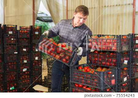 Farmer carries boxes with ripe tomatoes in the backyard Farmer carries boxes with ripe tomatoes in the backyard 75554243