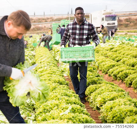 Positive men gardeners picking harvest of lettuce to crates Positive men gardeners picking harvest of lettuce to crates 75554260