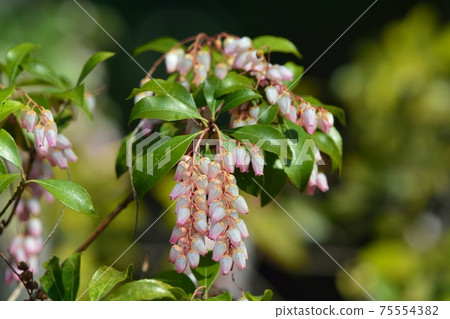Acebi flower Acebi flower 75554382