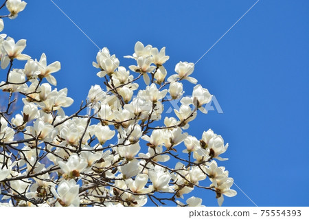 Haku Mokuren在藍天 Haku Mokuren在藍天 75554393