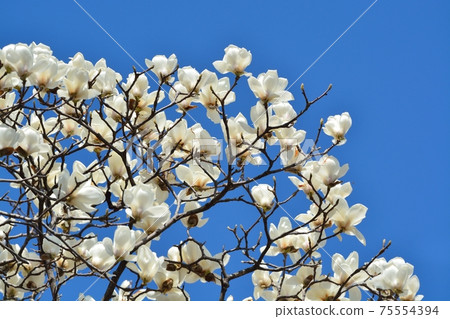 Haku Mokuren在藍天 Haku Mokuren在藍天 75554394