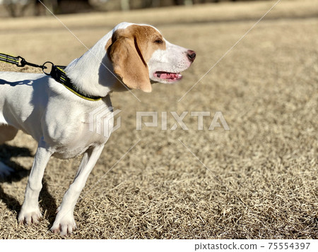 Profile of a barking dog Profile of a barking dog 75554397